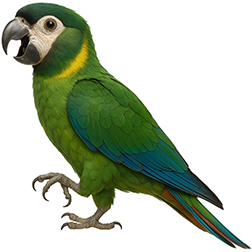 Golden-collared Macaw